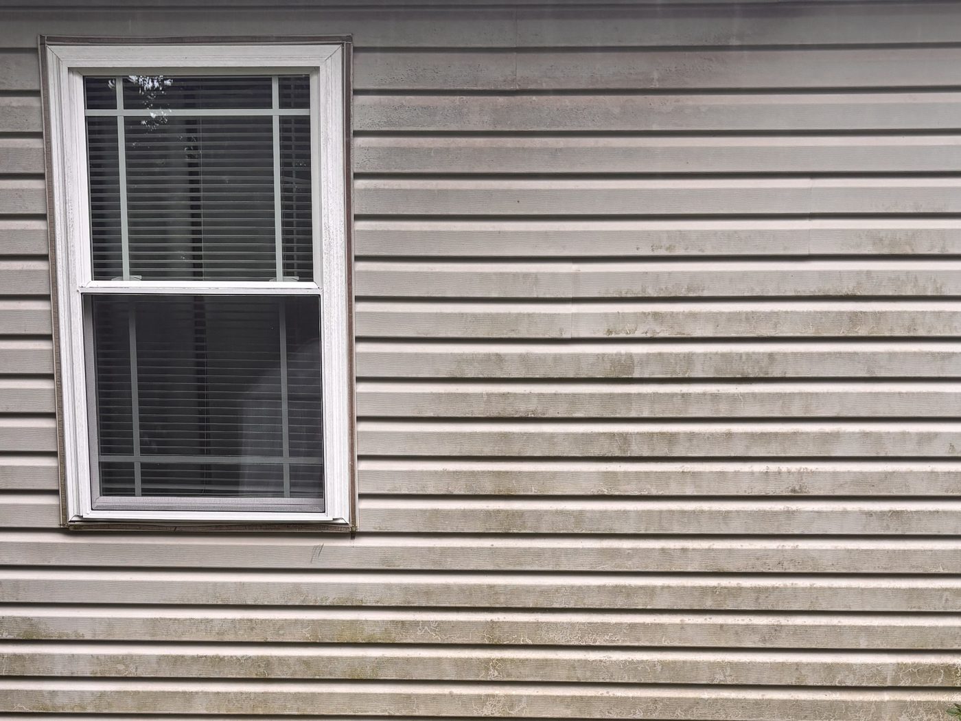 Tan vinyl lap siding before washing, streaked with green algae and dark mildew along the laps